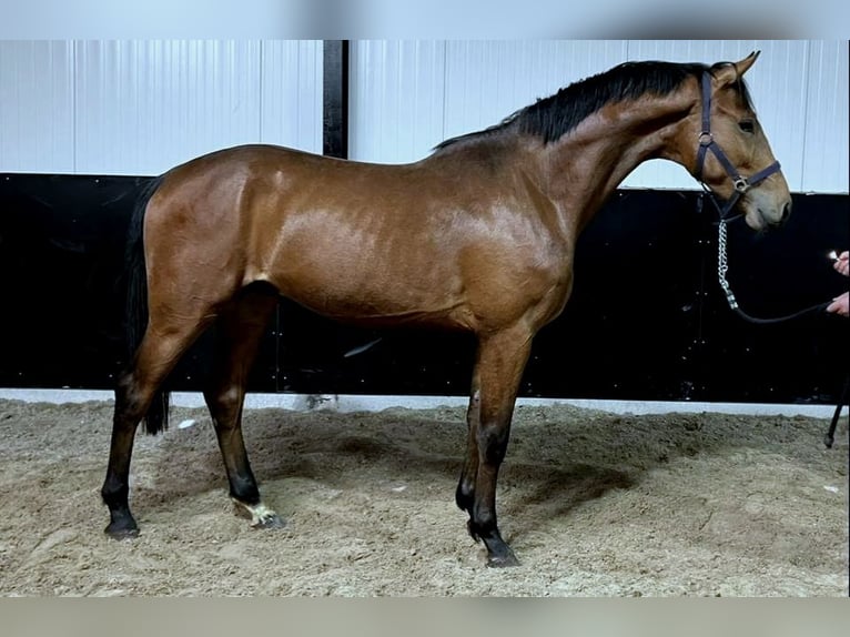 Studbook angloeuropeo Stallone 3 Anni 168 cm in Békéscsaba