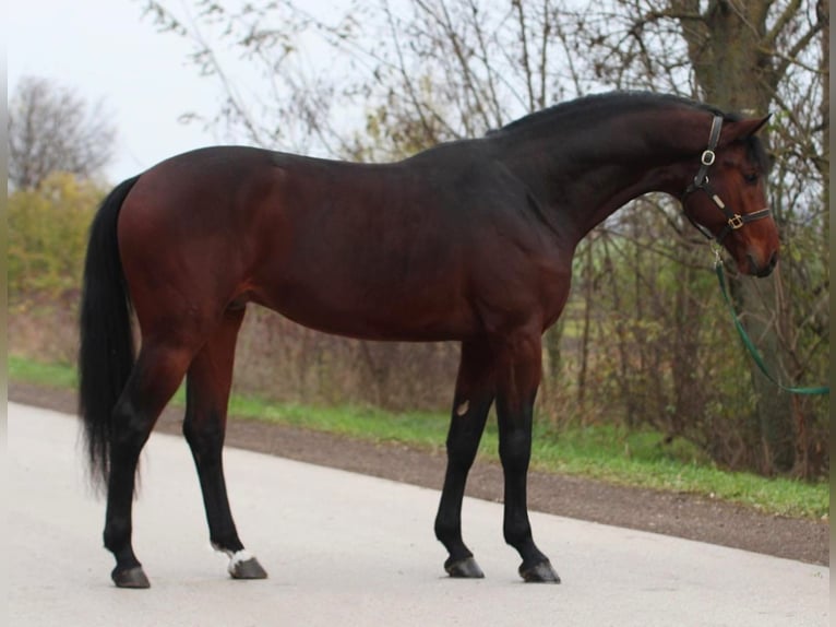 Studbook angloeuropeo Stallone 3 Anni 170 cm Baio in Halbenrain