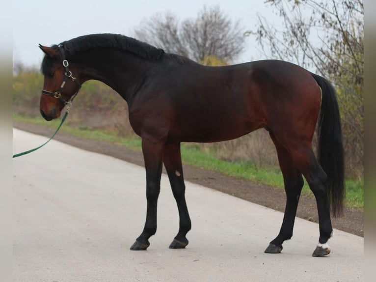 Studbook angloeuropeo Stallone 3 Anni 170 cm Baio in Halbenrain