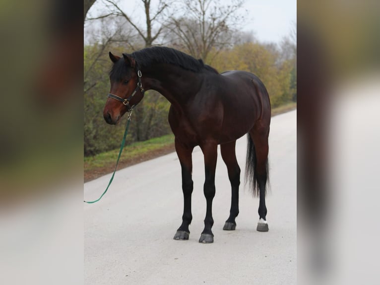 Studbook angloeuropeo Stallone 3 Anni 170 cm Baio in Halbenrain