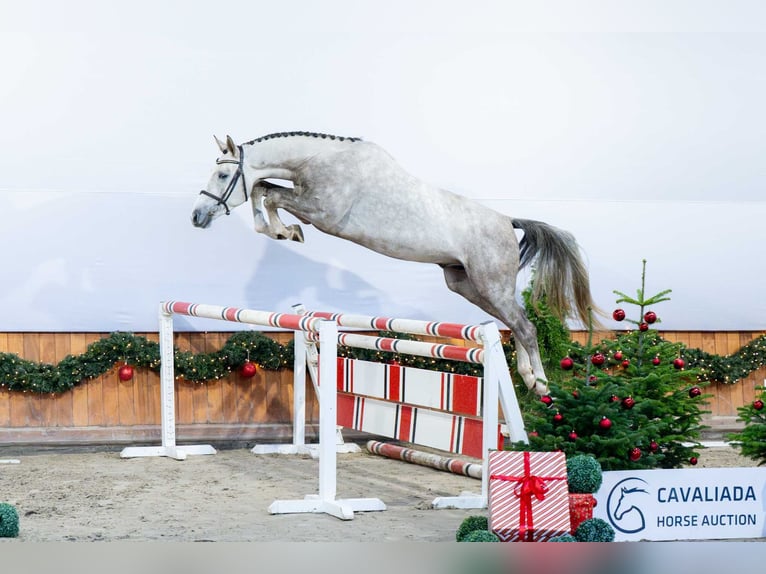 Studbook angloeuropeo Stallone 3 Anni Grigio in Pozna&#x144;