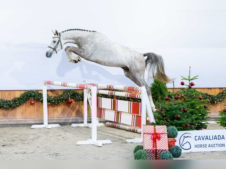 Studbook angloeuropeo Stallone 3 Anni Grigio in Pozna&#x144;