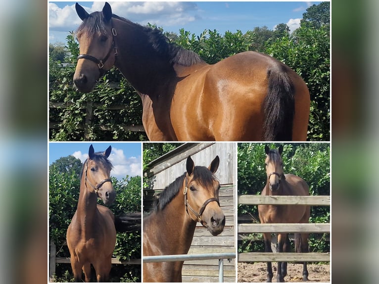 Studbook angloeuropeo Stallone 3 Anni Pelle di daino in Den Ham