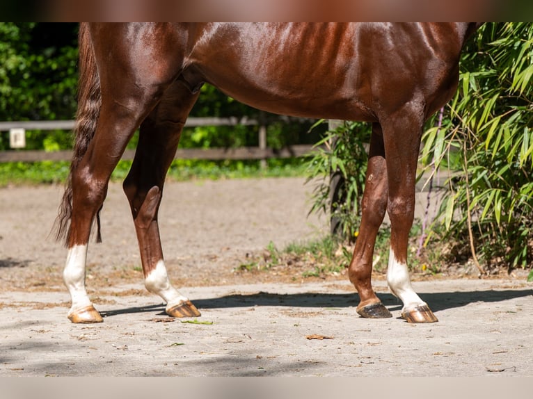 Studbook angloeuropeo Stallone 4 Anni 161 cm Sauro scuro in Grote-Brogel