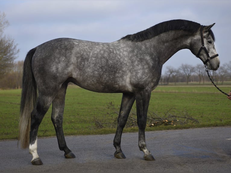 Studbook angloeuropeo Stallone 4 Anni 171 cm Grigio in Szarvas