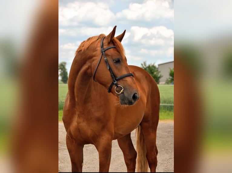 Studbook angloeuropeo Stallone 5 Anni 166 cm Sauro in Poznań