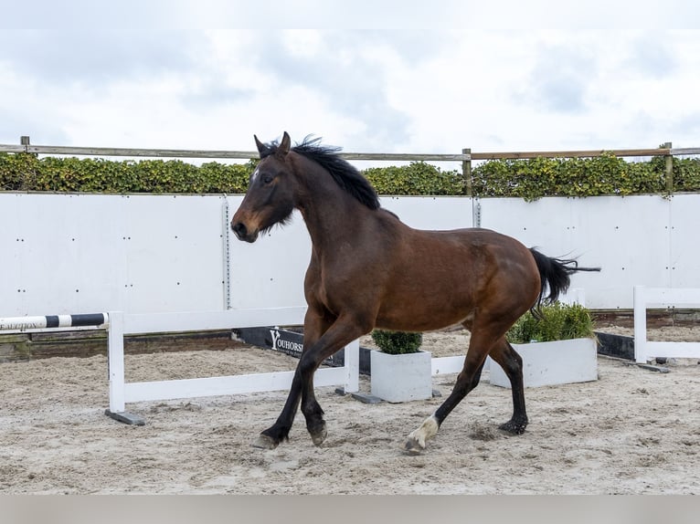 Studbook angloeuropeo Stallone 5 Anni 167 cm Baio in Waddinxveen
