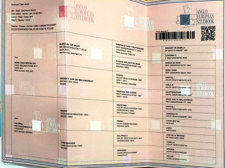 Studbook angloeuropeo Stallone 5 Anni 168 cm Baio ciliegia in Raszyn