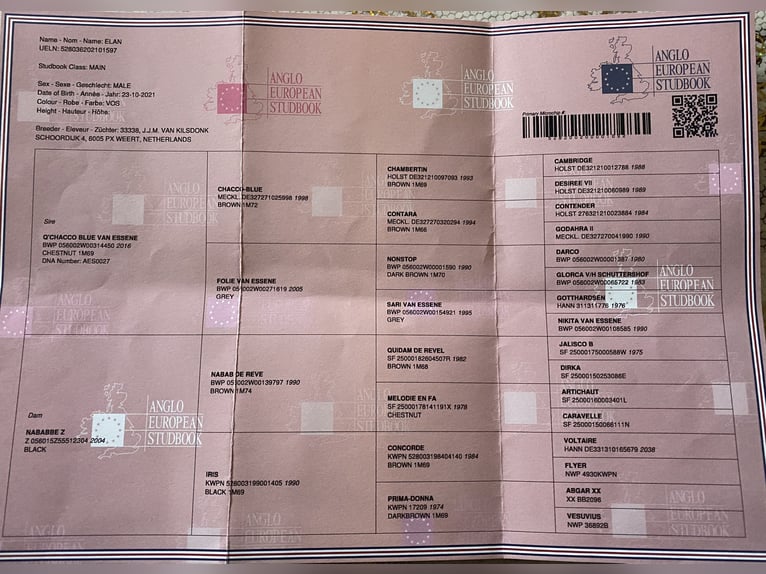 Studbook angloeuropeo Stallone 5 Anni 168 cm Sauro scuro in Békéscsaba