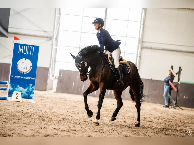 Studbook angloeuropeo Mix Stallone 5 Anni 172 cm Baio ciliegia in Garwolin