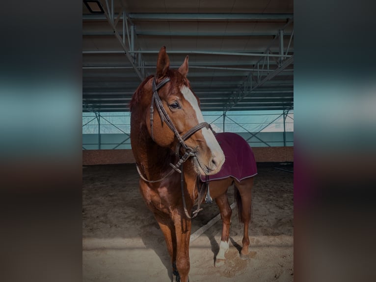 Studbook angloeuropeo Stallone 6 Anni 172 cm Sauro scuro in Târgu Neamţ