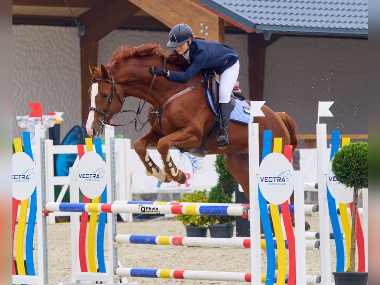 Studbook angloeuropeo Stallone 6 Anni 172 cm Sauro scuro in Târgu Neamţ