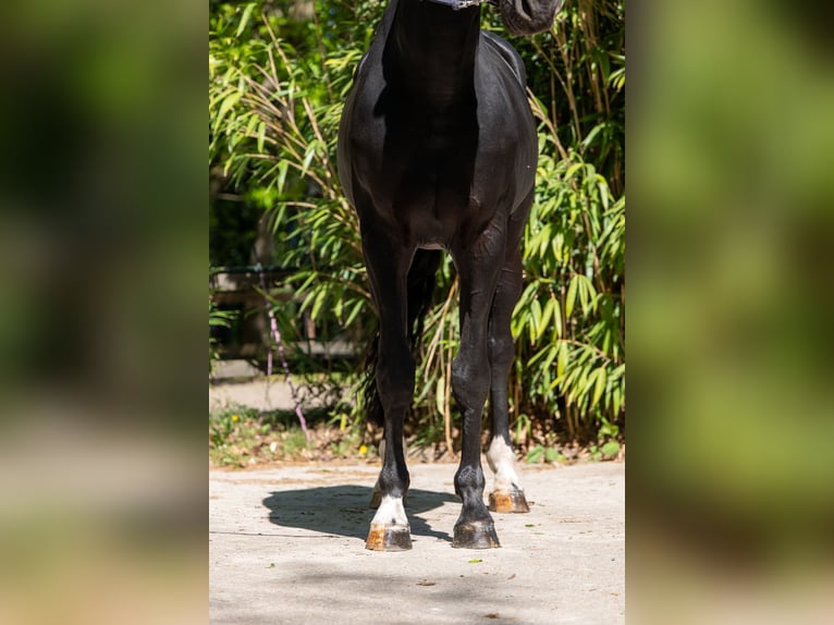 Studbook angloeuropeo Stallone 6 Anni 174 cm Baio nero in Grote-Brogel