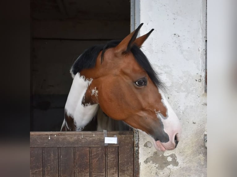 Studbook angloeuropeo Stallone 9 Anni 165 cm in Roeser