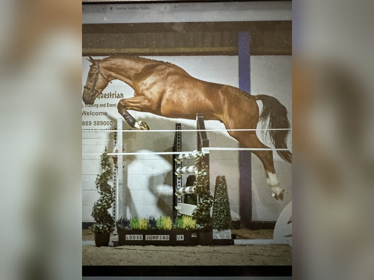 Studbook angloeuropeo Stallone 9 Anni 170 cm Baio in Bad Kreuznach Studbook angloeuropeo Stallone 9 Anni 170 cm Baio in Bad Kreuznach