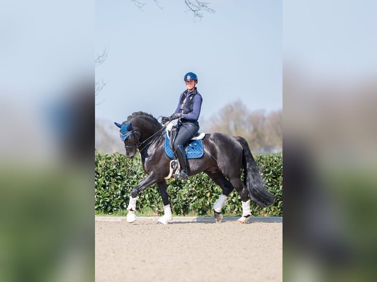 Studbook angloeuropeo Stallone Morello in Denekamp