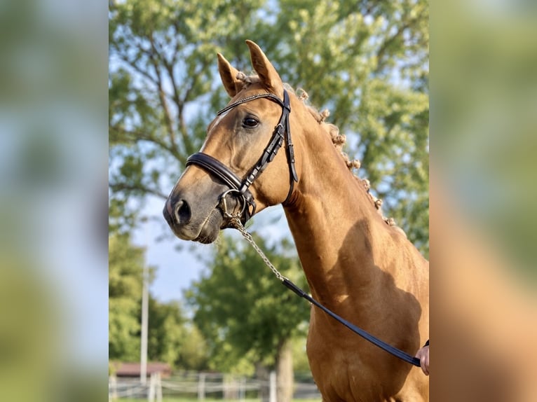 Studbook angloeuropeo Stallone Palomino in Gründau