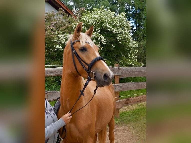 Studbook angloeuropeo Stallone Palomino in Gründau Studbook angloeuropeo Stallone Palomino in Gründau
