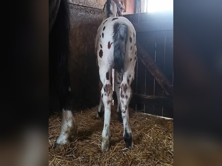 Studbook angloeuropeo Stallone  165 cm Leopard in Po&#x142;ajewo