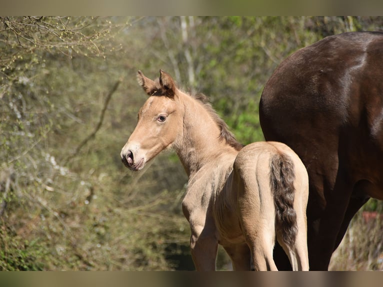 Studbook angloeuropeo Stallone Puledri (04/2026) 165 cm Pearl in Dochamps