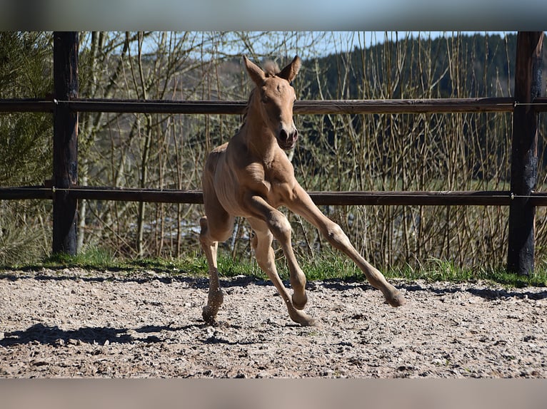Studbook angloeuropeo Stallone Puledri (04/2026) 165 cm Pearl in Dochamps