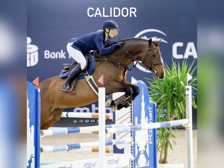 Studbook angloeuropeo Stallone Puledri (05/2025) 165 cm Sauro in Dolsk