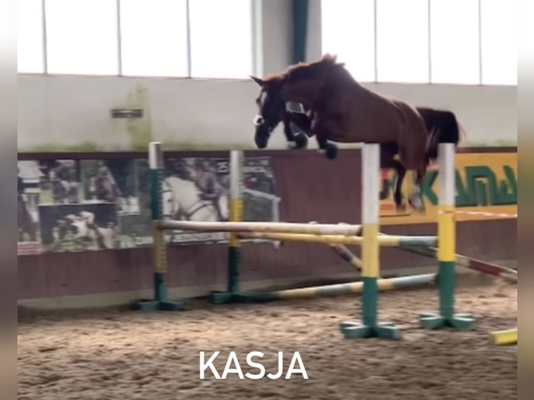 Studbook angloeuropeo Stallone Puledri (05/2025) 165 cm Sauro in Dolsk