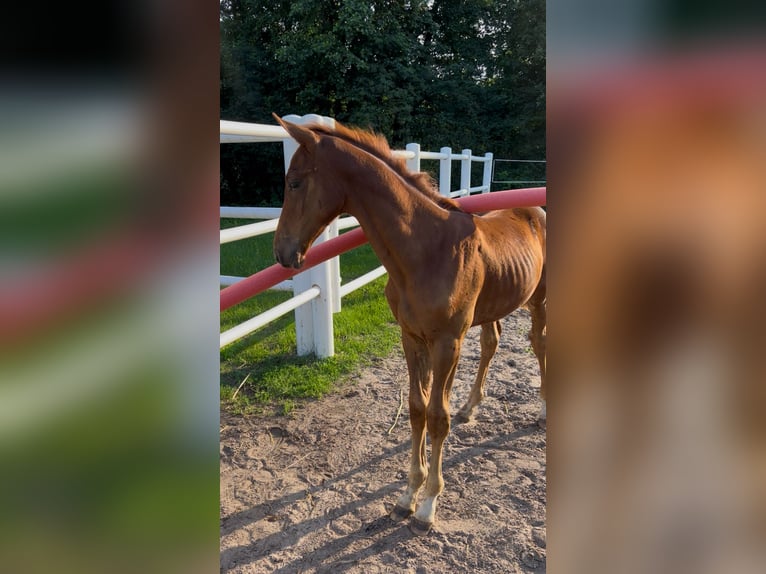 Studbook angloeuropeo Stallone Puledri (05/2025) 165 cm Sauro in Dolsk