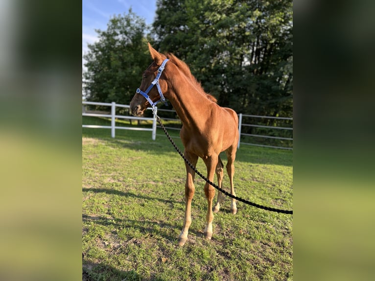 Studbook angloeuropeo Stallone Puledri (05/2025) 165 cm Sauro in Dolsk