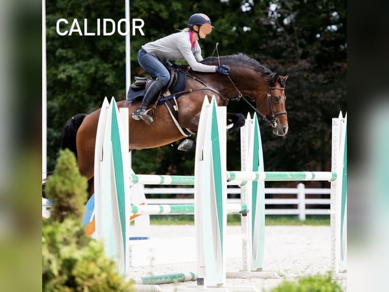 Studbook angloeuropeo Stallone Puledri (05/2025) 165 cm Sauro in Dolsk