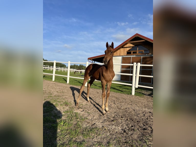 Studbook angloeuropeo Stallone Puledri (05/2025) 165 cm Sauro in Dolsk