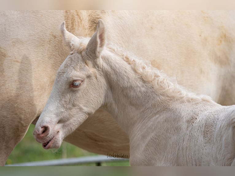 Studbook angloeuropeo Stallone Puledri (02/2026) 170 cm Cremello in Eisighofen