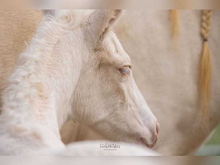 Studbook angloeuropeo Stallone Puledri (02/2026) 170 cm Cremello in Eisighofen