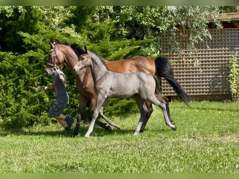 Studbook angloeuropeo Stallone Puledri (04/2026) 170 cm Grigio in Łąki