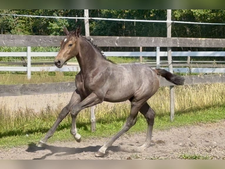 Studbook angloeuropeo Stallone Puledri (04/2026) 170 cm Grigio in Łąki