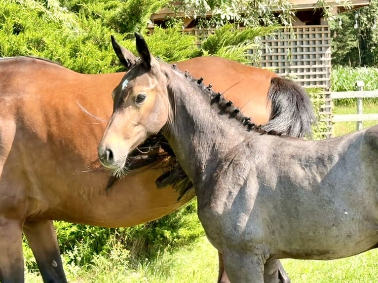 Studbook angloeuropeo Stallone Puledri (04/2026) 170 cm Grigio in Łąki