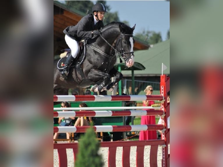 Studbook angloeuropeo Stallone Puledri (03/2026) 170 cm Leopard in Trzciel