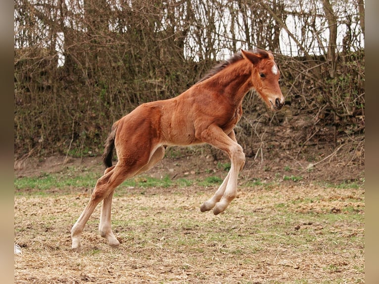 Studbook angloeuropeo Stallone Puledri (03/2026) 175 cm Baio in Miechów