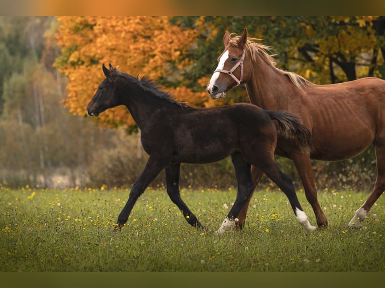 Studbook angloeuropeo Stallone Puledri (05/2024) 175 cm Baio nero in Olsztyn