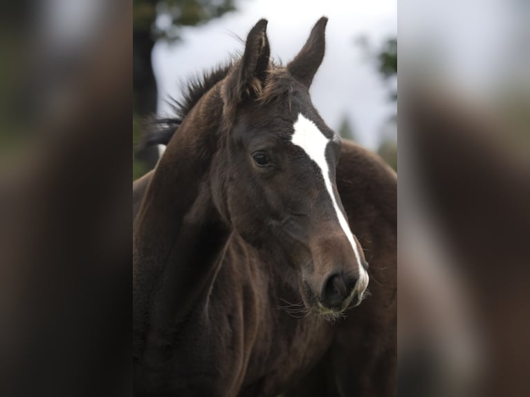 Studbook angloeuropeo Stallone Puledri (05/2024) 175 cm Baio nero in Olsztyn