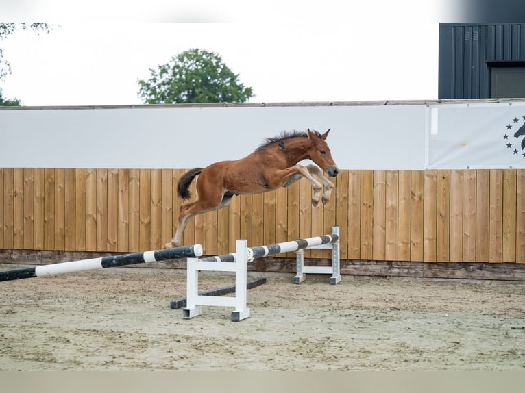 Studbook angloeuropeo Stallone Puledri (05/2025) Baio in GROTE-BROGEL