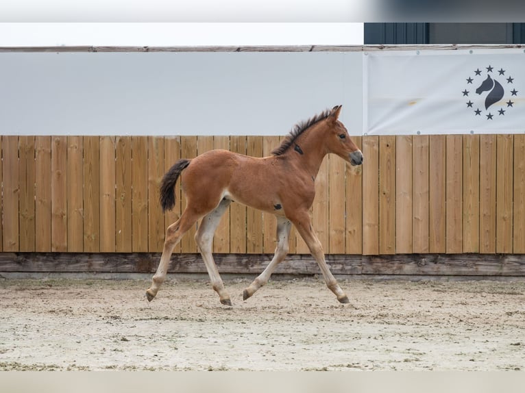 Studbook angloeuropeo Stallone Puledri (05/2025) Baio in GROTE-BROGEL