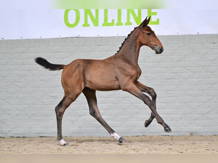 Studbook angloeuropeo Stallone Puledri (06/2026) Baio in Heerde