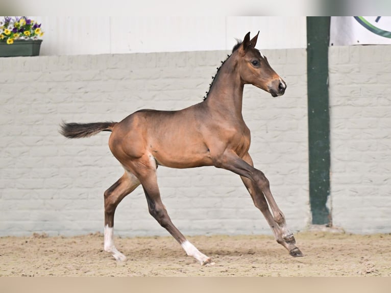 Studbook angloeuropeo Stallone Puledri (07/2026) Baio in Heerde