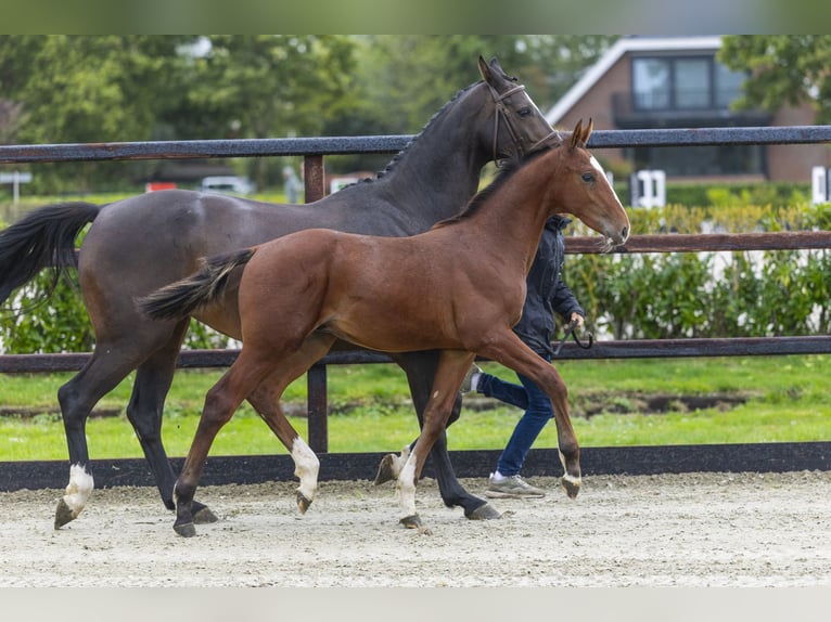 Studbook angloeuropeo Stallone Puledri (04/2025) Baio in Waddinxveen