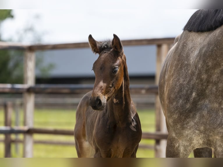 Studbook angloeuropeo Stallone Puledri (05/2026) Baio in Waddinxveen