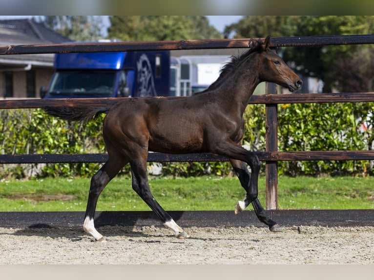 Studbook angloeuropeo Stallone Puledri (05/2025) Baio in Waddinxveen