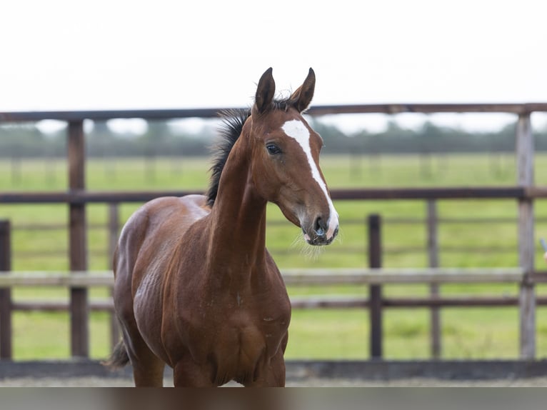 Studbook angloeuropeo Stallone Puledri (04/2025) Baio in Waddinxveen