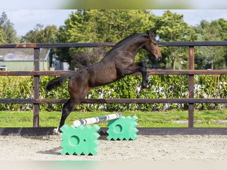 Studbook angloeuropeo Stallone Puledri (05/2025) Baio in Waddinxveen