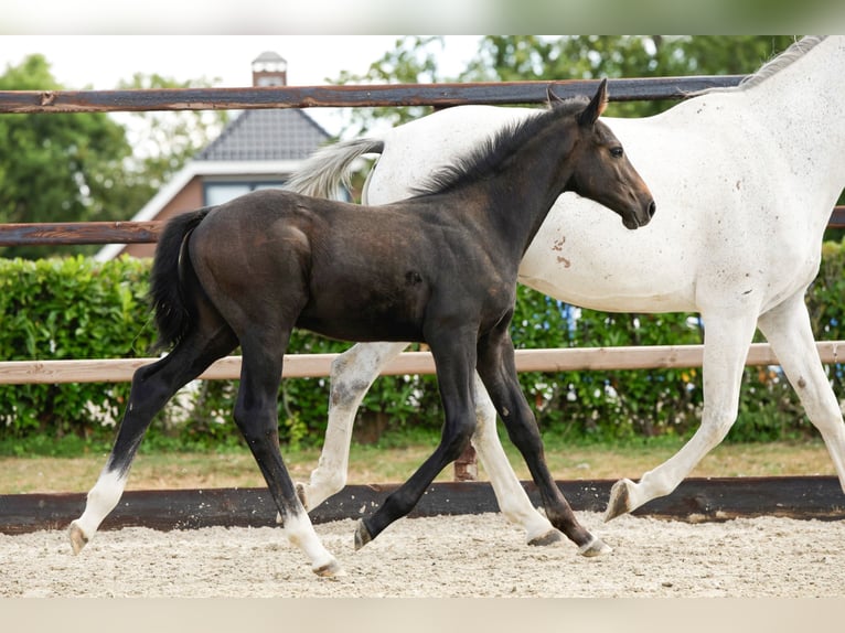Studbook angloeuropeo Stallone Puledri (05/2026) Baio in Waddinxveen